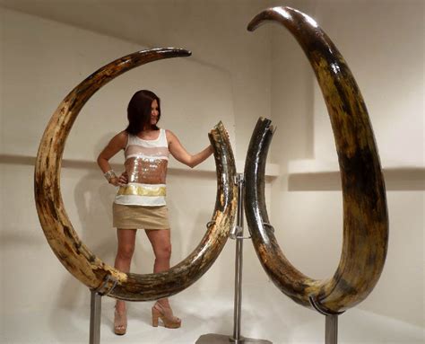 In our webshop, we sell mammoth tusks. These large pieces are often found in the nets of fishermen in the North Sea. Besides the large pieces of mammoth tusks, we also sell …